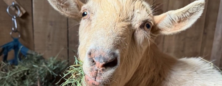 An Evening of Compassion: Darrowby Farm Sanctuary at Pascal Hall